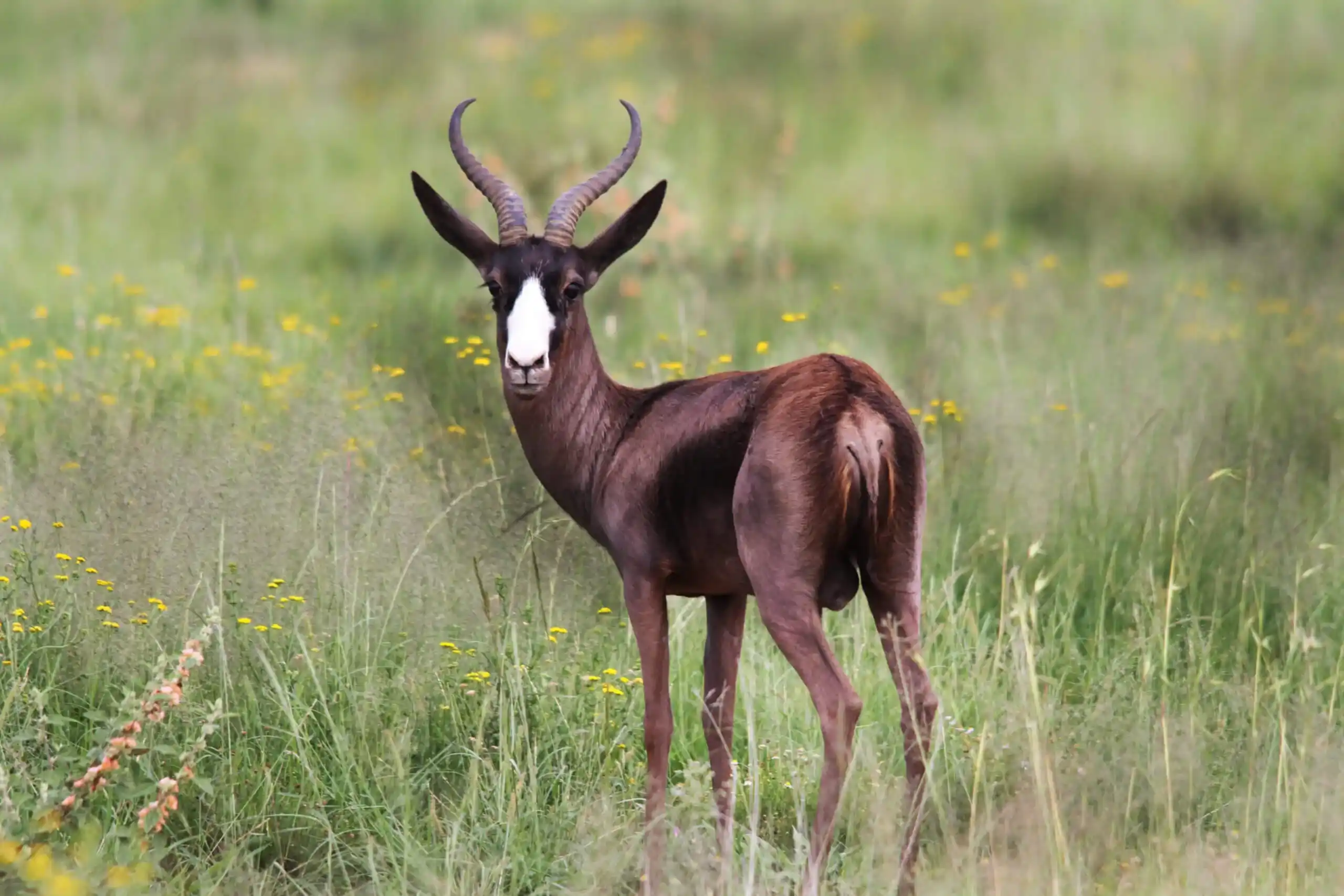 Springbok negro - Variante melánica rara del springbok.